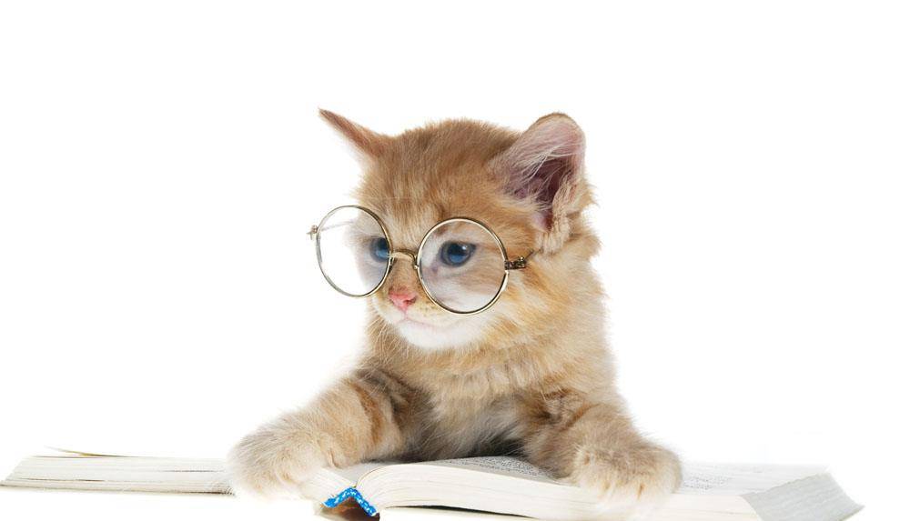 猫咪app2.0官方最新版，全新体验，猫咪爱好者的首选应用