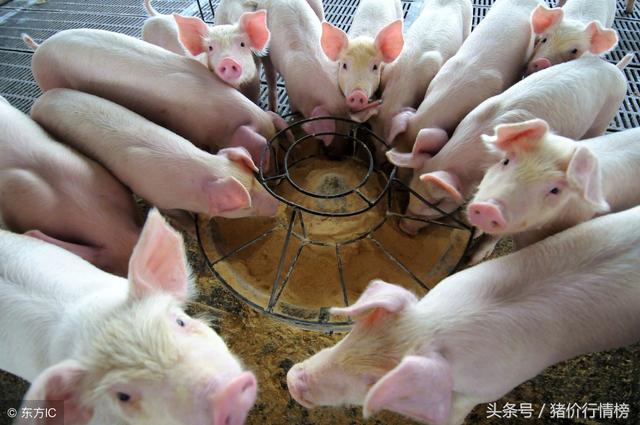 洞悉市场走势，最新子猪价格今日更新🐷
