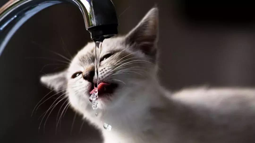 猫咪视频最新版使用指南及教程