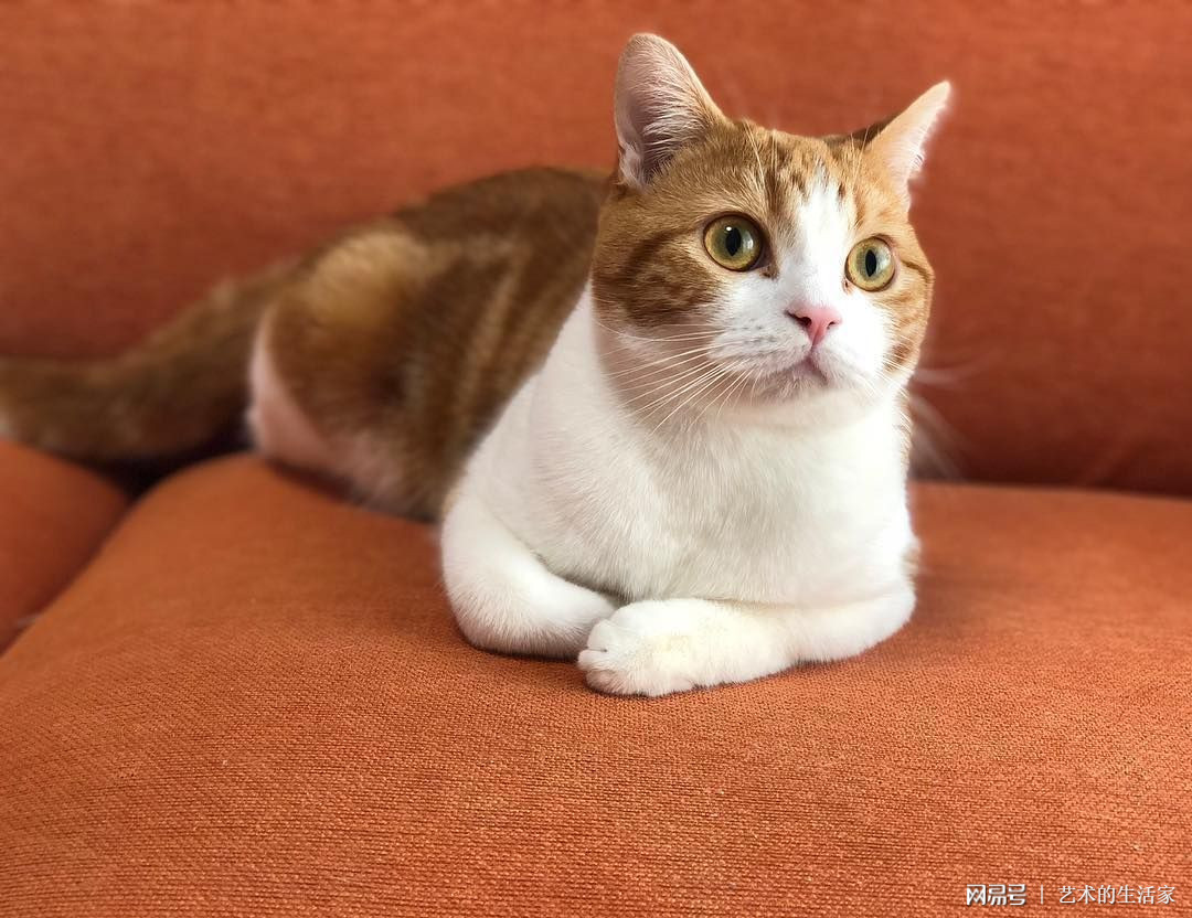 猫咪最新在线，萌态百出，一网打尽！