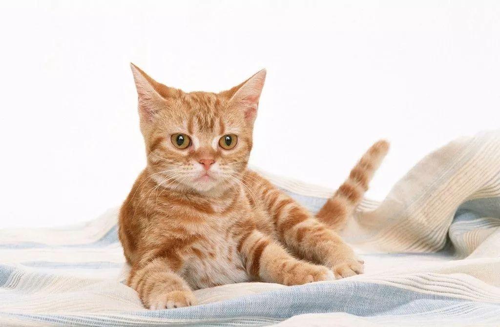 猫咪官网最新动态，资讯、购买指南与养护科普一网打尽