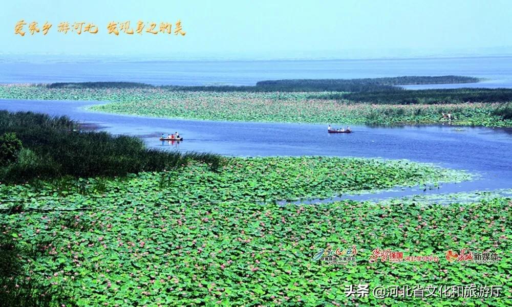 衡水公园壹号绿意盎然升级，最新消息一览！