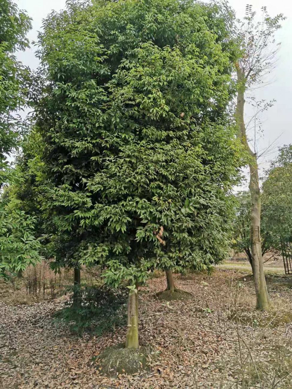 20公分天竺桂最新价格,安全设计解析说明法_限量版23.876