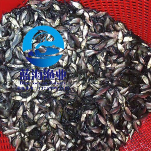 中科3号鲫苗最新价格,变化中的学习,成就感的源泉